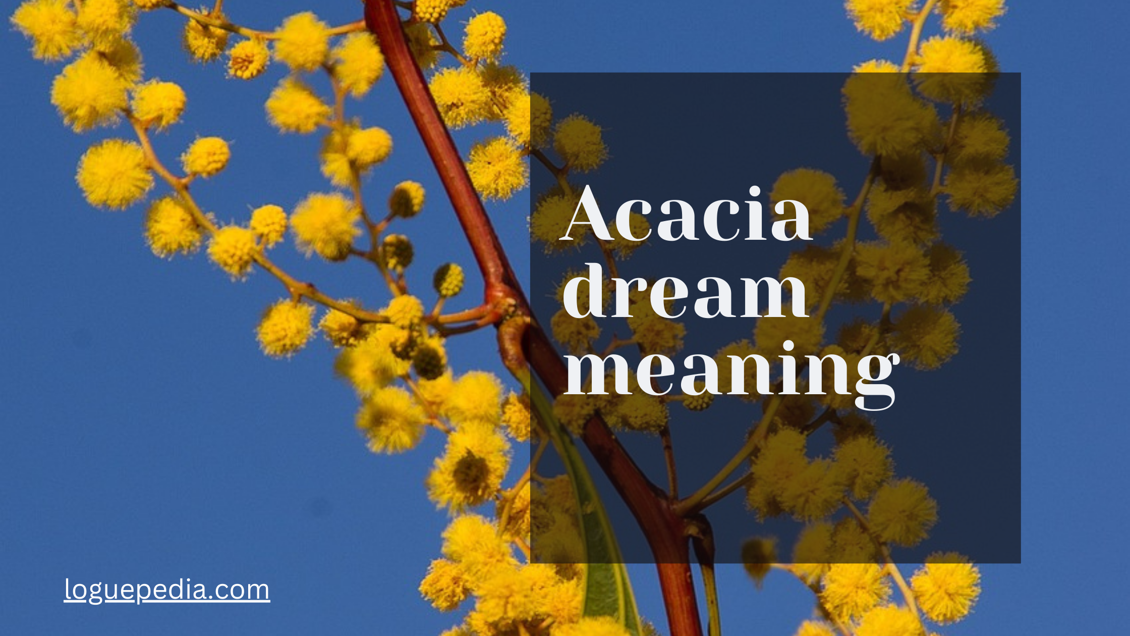 Acacia Flowers Dream